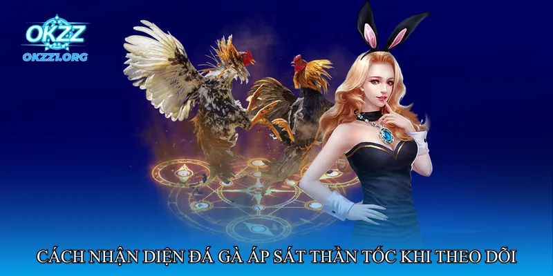 Đá gà áp sát thần tốc