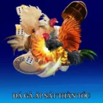 Đá gà áp sát thần tốc