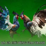 Đá gà chủ động giao tranh