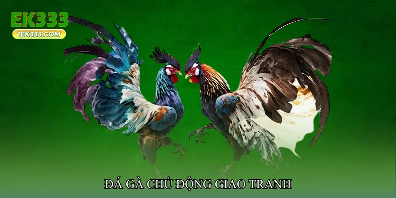 Đá gà chủ động giao tranh